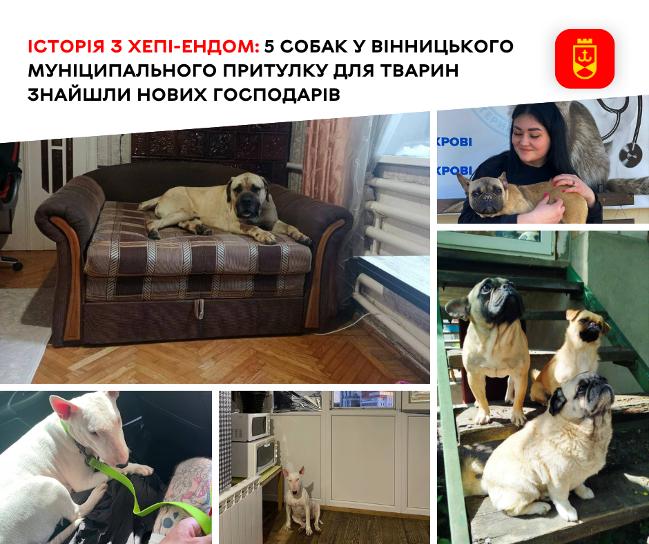 Історія з хепі-ендом: 5 собак Вінницького муніципального притулку для тварин знайшли нових господарів 